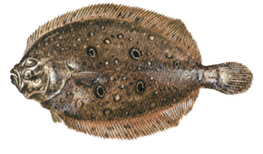 タマガンゾウビラメ