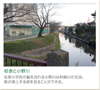 校舎と小野川
校舎と小野川佐原小学校の脇を流れる小野川は利根川の支流。
鮭が遡上する姿を見ることができる。