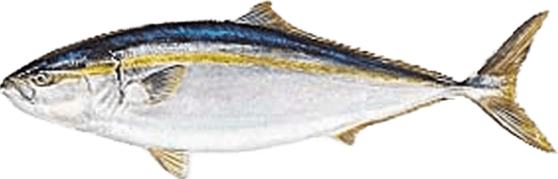 泳げ 人生という大海を 誕生魚診断2 0 マルハニチロ
