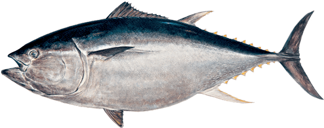 泳げ 人生という大海を 誕生魚診断2 0 マルハニチロ