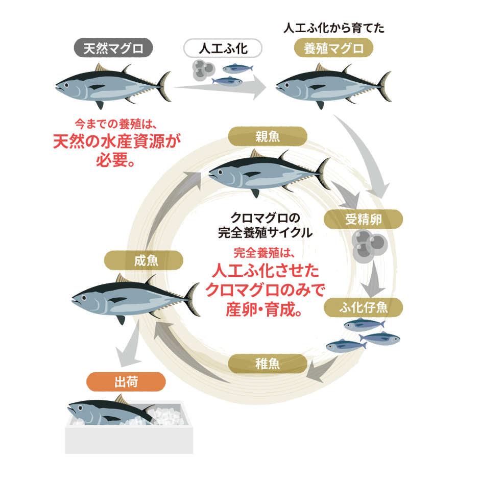 クロマグロの完全養殖サイクル