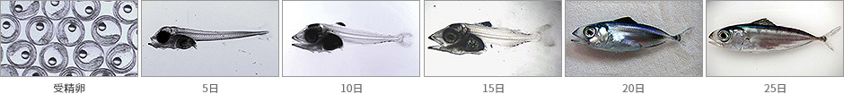 卵から種苗になるまで