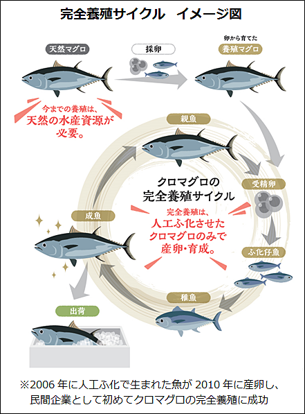 完全養殖サイクル イメージ図