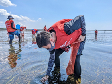 アマモ場再生活動