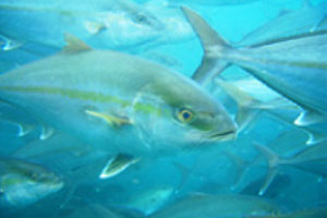 奄美養魚 世界初のASCカンパチを本格出荷