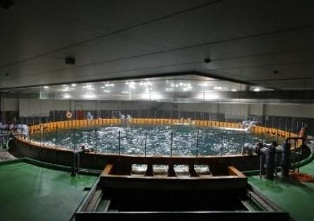 研究所内に設置された国内唯一のクロマグロ親魚用陸上水槽とクロマグロ孵化仔魚の様子
