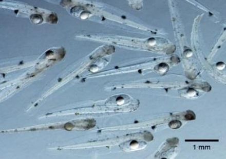 研究所内に設置された国内唯一のクロマグロ親魚用陸上水槽とクロマグロ孵化仔魚の様子