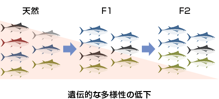 完全養殖と近交弱勢