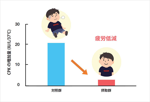 疲労に対する効果