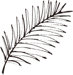 装飾イラスト