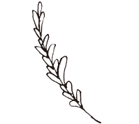 装飾イラスト