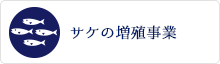 サケの増殖事業