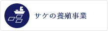 サケの養殖事業