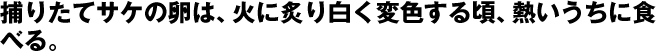 捕りたてサケの卵は、火に炙り白く変色する頃、熱いうちに食べる。