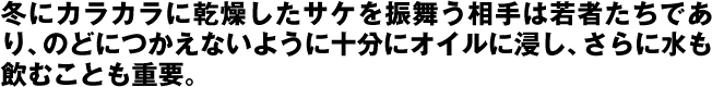 冬にカラカラに乾燥したサケを振舞う相手は若者たちであり、のどにつかえないように十分にオイルに浸し、さらに水も飲むことも重要。