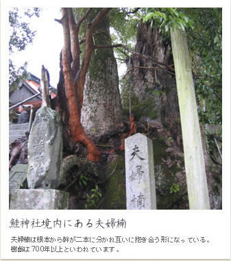 鮭神社境内にある夫婦楠