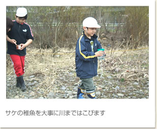 サケの稚魚を大事に川まではこびます