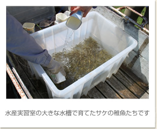 水産実習室の大きな水槽で育てたサケの稚魚たちです