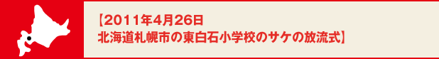 【2011年4月26日　北海道札幌市の東白石小学校のサケの放流式】