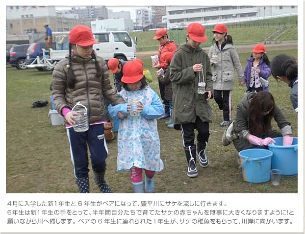 4月に入学した新1年生と6年生がペアになって、豊平川にサケを流しに行きます。６年生は新1年生の手をとって、半年間自分たちで育てたサケの赤ちゃんを無事に大きくなりますように！と願いながら川へ帰します。 ペアの6年生に連れられた1年生が、サケの稚魚をもらって、川岸に向かいます。