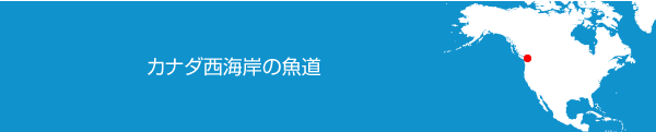 カナダ西海岸の魚道