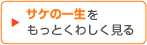 サケの一生をもっとくわしく見る