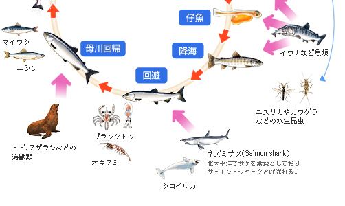 サーモンミュージアム 鮭のバーチャル博物館 マルハニチロ株式会社株式会社