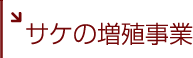 サケの増殖事業