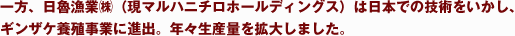 一方、日魯漁業（株）（現マルハニチロホールディングス）は日本での技術をいかし、ギンザケ養殖事業に進出。年々生産量を拡大しました。