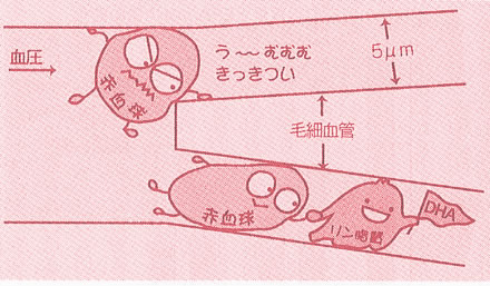 秋サケ背肉の脂質量とEPA、DHA量の変化