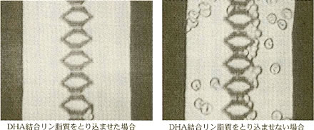 秋サケのEPAとDHAの含量（肉100g当たり）