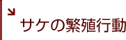 サケの繁殖行動