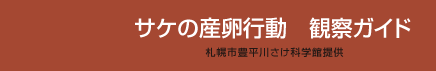 サケの産卵行動　観察ガイド