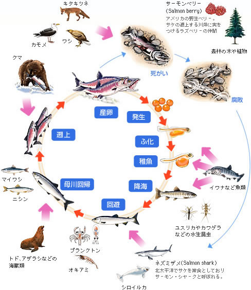 サーモンミュージアム 鮭のバーチャル博物館 マルハニチロ株式会社株式会社