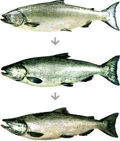 成魚の成熟段階