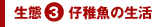 生態3仔稚魚の生活
