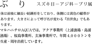 ぶり
スズキ目－アジ科－ブリ属