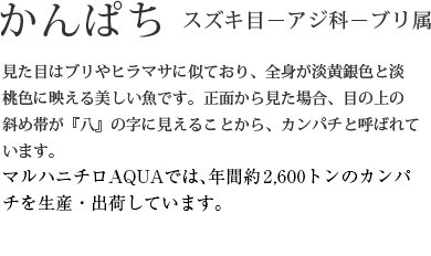 かんぱち
スズキ目－アジ科－ブリ属